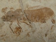 Planthopper Insect Fossil