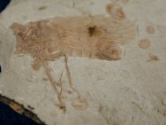 Cockroach Insect Fossil