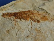 Lacewing Insect Fossil