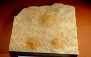 Triple Cambrian Cnidarian Jellyfish Fossil