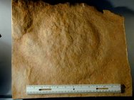 Huge Cambrian Cnidarian Madusae Jellyfish Fossil