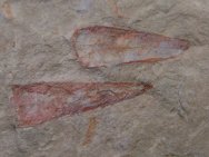 Hyolithid Fossils from Pioche Shale