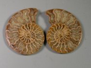 Cleoniceras Cretaceous Ammonite