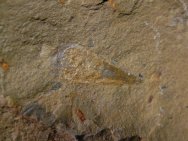 Hyolithid Fossil