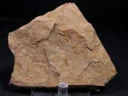 Hyolithid Fossil