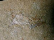 Hyolithid Fossils