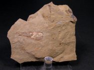 Lower Cambrian Hyolithid Fossils from Pioche Shale Formation