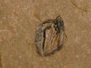 fossil plant seed