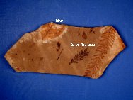 Birch and Dawn Redwood Plant Fossils