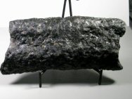 Stigmaria Lycopod Root
