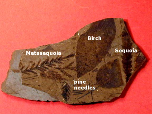 Eocene Plant Fossils from Cache Creek, Canada