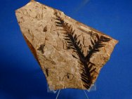 Araucaria jussieu Fossil Plant
