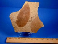 Aldus fossil leaf