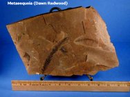 Metasequoia (Dawn Redwood) Plant Fossil