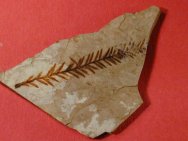 Fossil plant leaf of Metasequoia tree