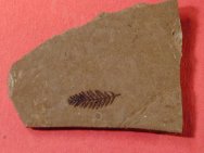 Dawn Redwood Fossil Leaf