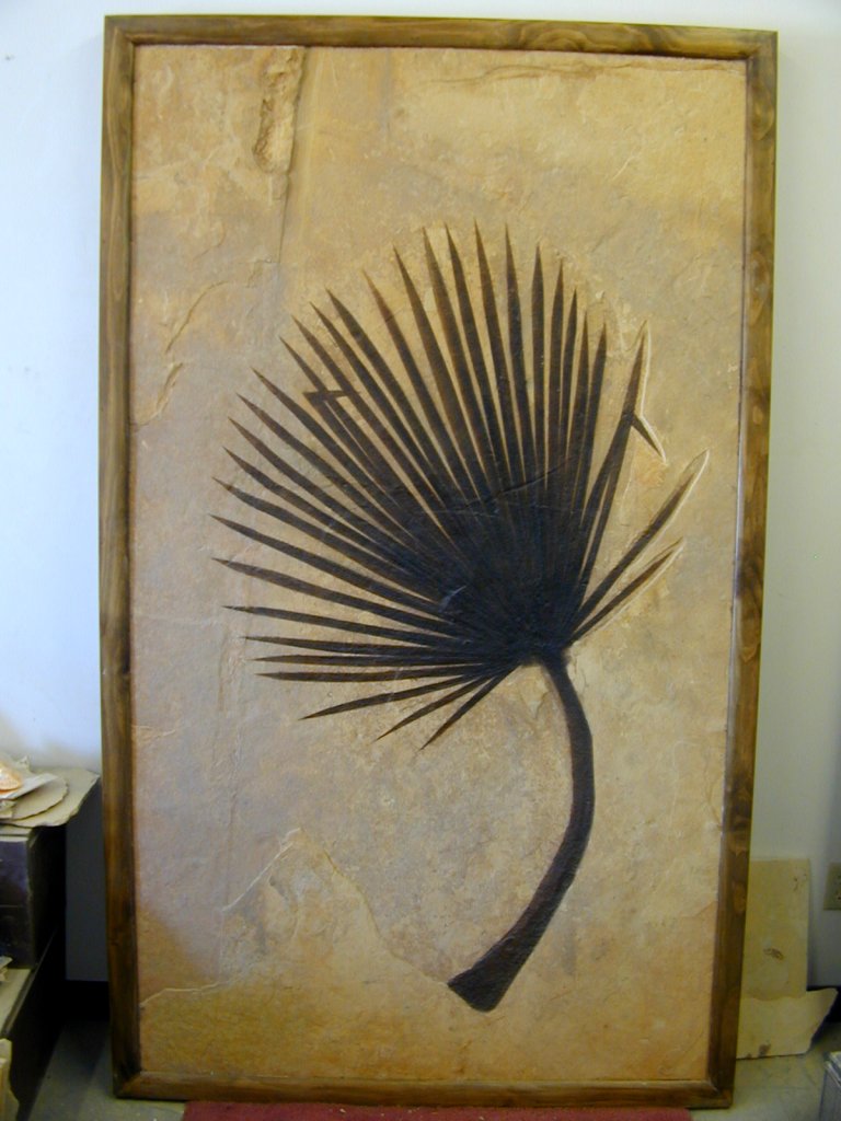 Palm Frond Fossil from Green River Formation