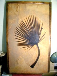 Five-Foot Tall Palm Frond Fossil from Green River Formation