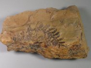 Eusphenopteris Seed Fern Fossil