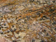 Eusphenopteris Seed Fern Fossil