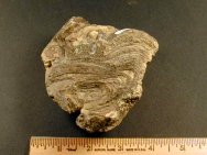 Mississippian Stromatolite