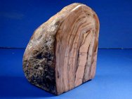 Stromatolites - Rare Girvanella Form