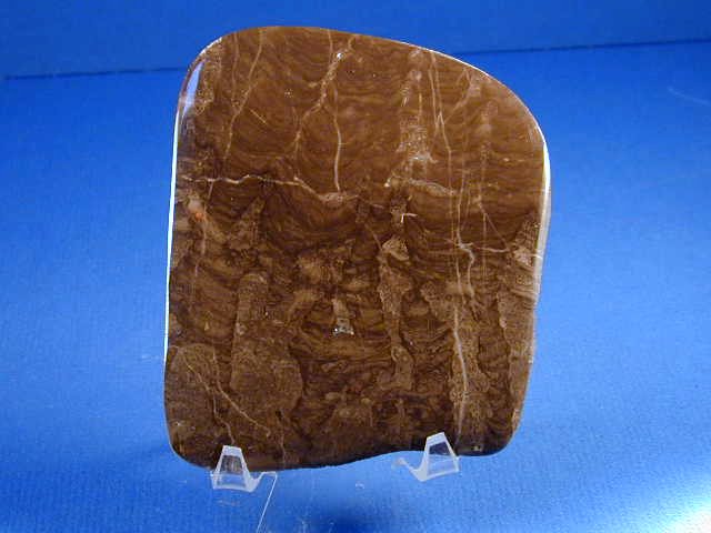Cambrian Yelma diditata Stromatolite from Oklahoma