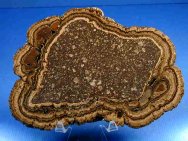 Mexican Stromatolite