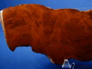 Australian Stromatolite Earaheedia kuleliensis