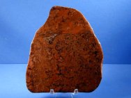 Collenia Form of Proterozoic Stromatolites