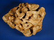 Natural Cryptozoon rosemontensis Stromatolites