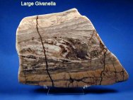Girvanella Lower Proterozoic Stromatolites