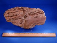 Stromatolite - Rare Girvanella Form