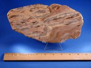 Stromatolite - Rare Girvanella