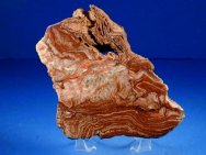 Mesoproterozoic Stromatolite Morocco