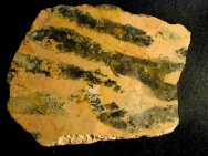 Paleoproterozoic Stromatolite from Australia