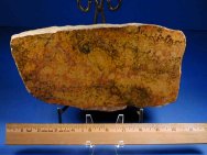 Yelma digitata Australian Stromatolite