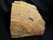 Museum Grade Australian Stromatolite