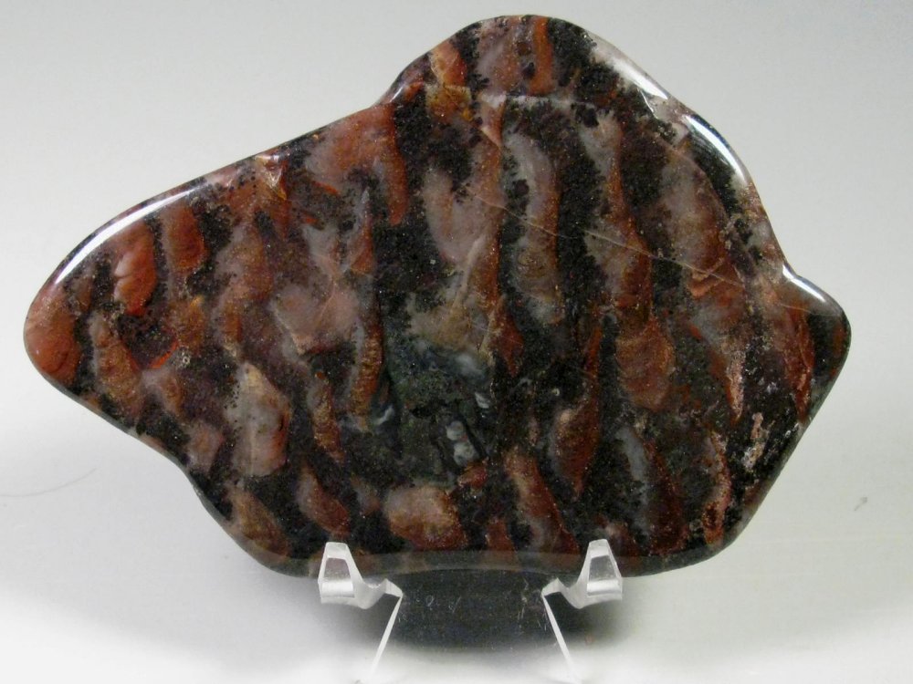 Collenia Stromatolites