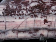 Precambrian Stromatolites