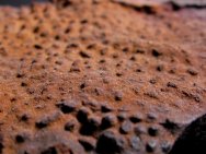 Cambrian Stromatolites formed by Iron Fixing Anaerobes