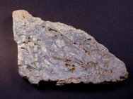 Ordovician Stromatolite