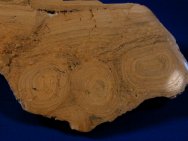 Girvanella Stromatolites