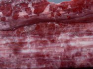 Stromatolites with Rhodochrosite