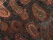 Collenia undosa Stromatolites
