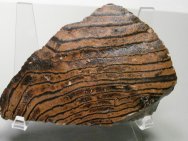 Eocene Stromatolite