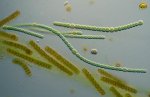 Cyanobacteria