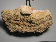 Conophyton Stromatolites