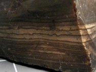 Eocene Stromatolite