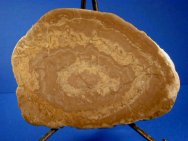 Ordovician Stromatolites